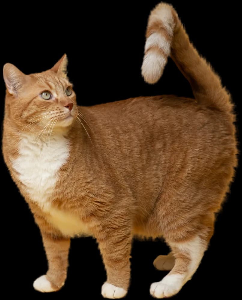 A ginger cat with its tail held high