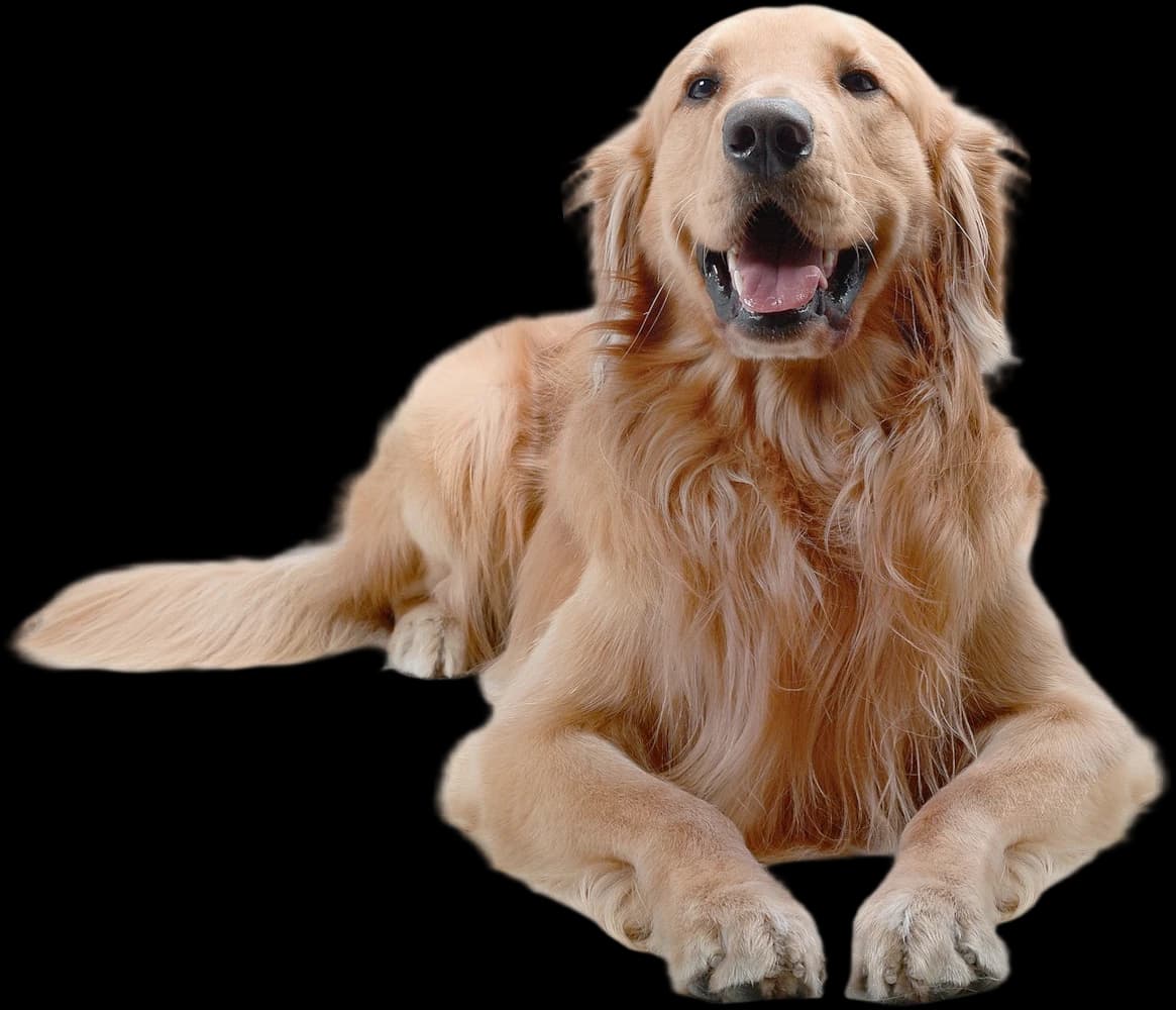 A golden retriever lying down with its paws stretched forward